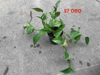Houseplants 3