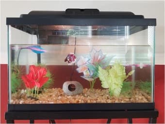 10-gallon aquarium + elephant ear betta fish 1