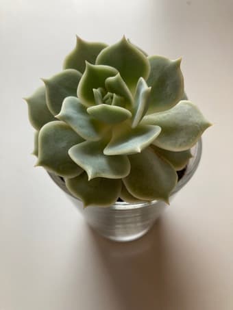 flower for sale 2