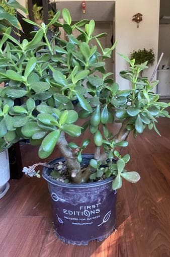 Easy to care Plants sale 3