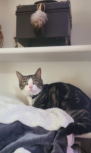 Found- Lost Cat 2