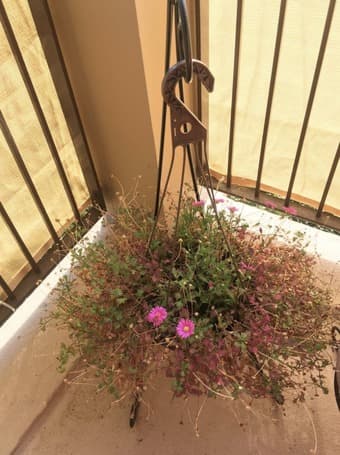 Beautiful Plant Holders 3