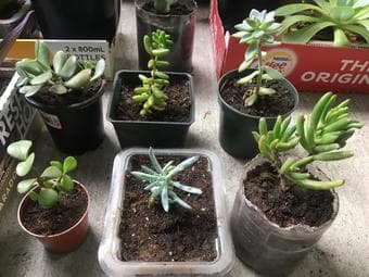 Plants and pots sale 1