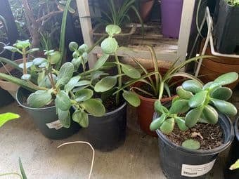Plants and pots sale 2