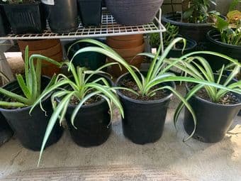 Plants and pots sale 3