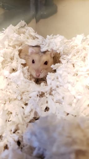 Hamster looking for a new home 1