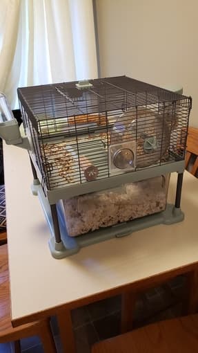 Hamster looking for a new home 2
