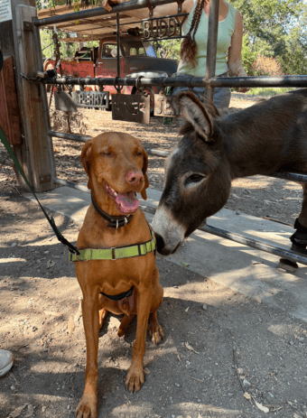 Dog Watcher over Labor Day Weekend 1