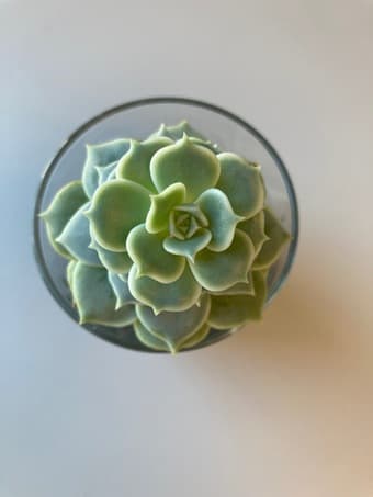 Beauty Flower for sale 1