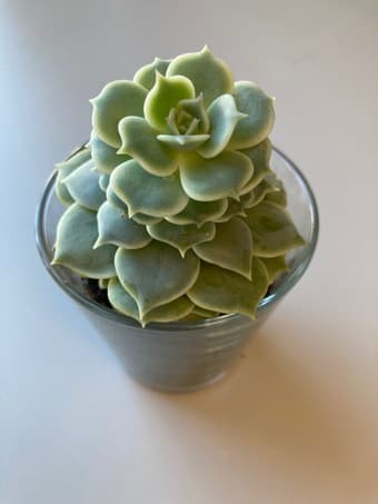 Beautiful succulent flower for sale 2