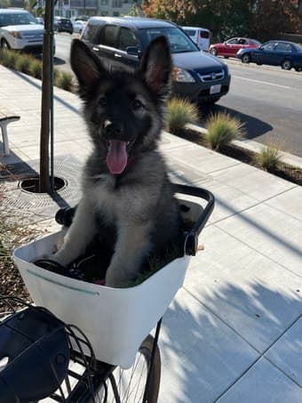 Bike Pet Carrier 2