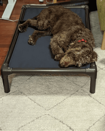 kuranda dog bed XL 1