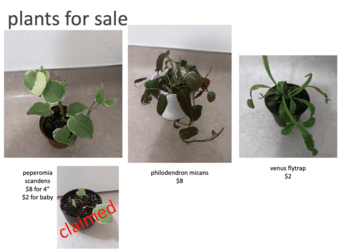 PLANTS FOR SALE 2