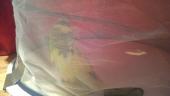 Found parakeet 1