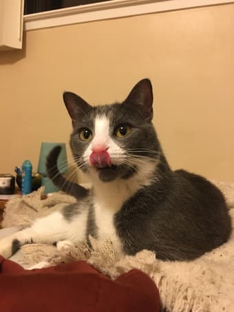 Catsitter needed! June 22-28 3