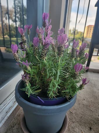 Plants 2