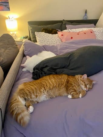 Queen Bed w/ Bed Frame 2