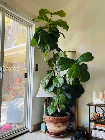 7 feet tall, Fiddle Leap Fig Plant - Live plant with planter (Los Alto 1