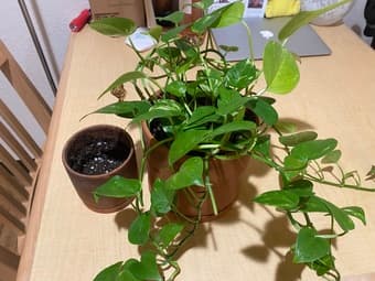 plant sale 1
