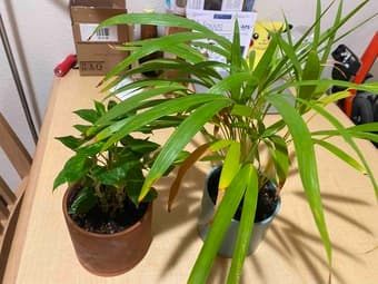 move out sale - plants 2