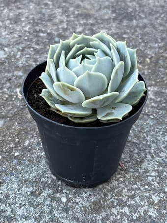 Beautiful Succulent flower 1