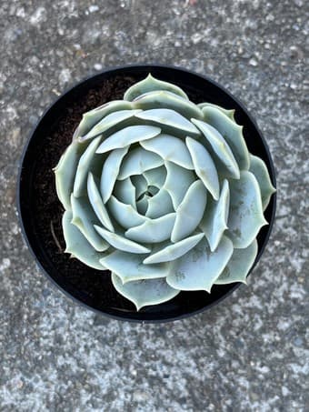 Beautiful Succulent flower 2