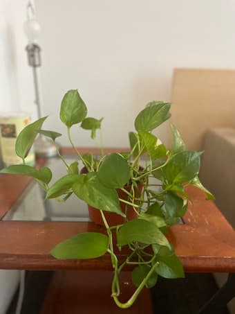 plants 1