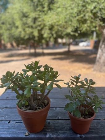 plants 2