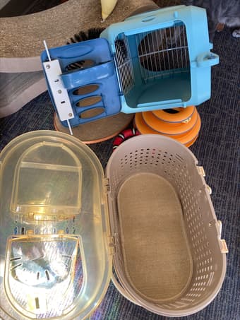 Cat case 1