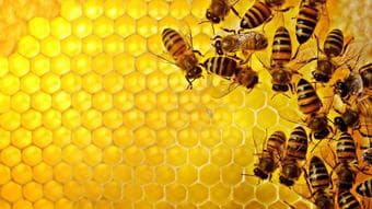 Organic Honey (Contact phone: 415-881-1919) 2