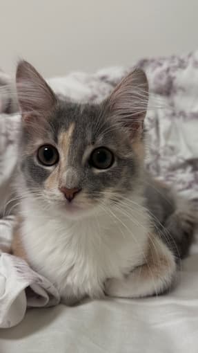 Adopt My Cat 1