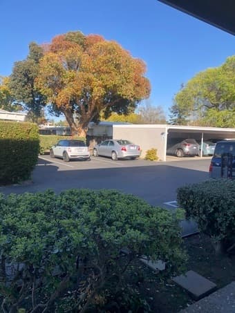 1 bedroon in 2Bed/1 Bath Apt in Palo Alto- 1750-utilities included. 3