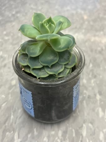 Succulents flower 1