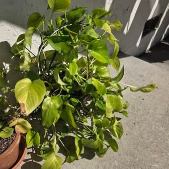 Plants for sale 1