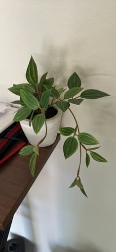 Artificial plants 3
