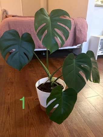 Plants for sale 1