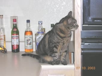 House/Cat sitter needed 1