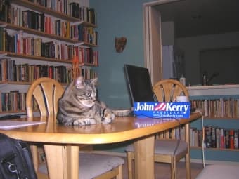 House/Cat sitter needed 2