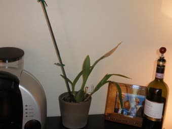 Small potted yellow orchid 1