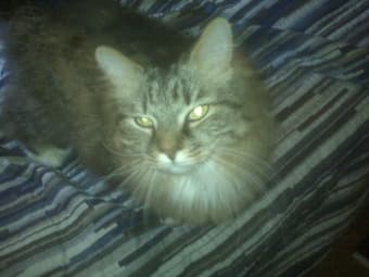 Two adorable cats for adoption 1