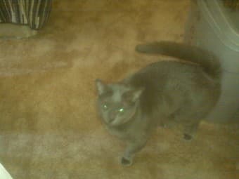 Two adorable cats for adoption (Urgent attention) 2