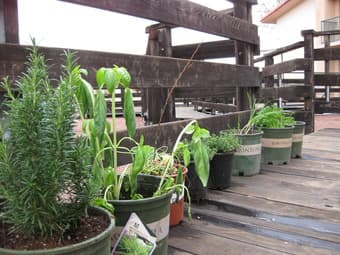 WANTED: free gardening supplies 1