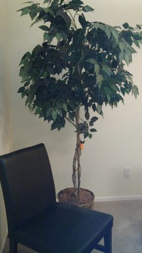 Grill, fake decorative tall tree, camping chair 2