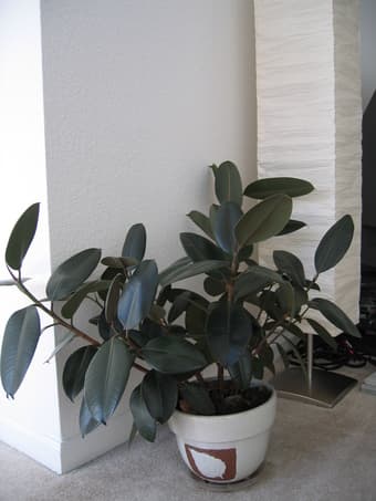 Gorgeous Indoor/outdoor plants-easy to care 2