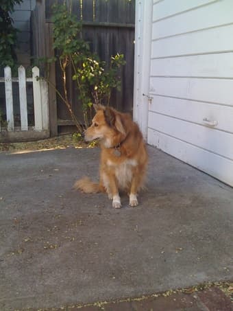 Pet Sitter 1