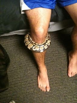 Beautiful Snake (Ball Python) for sale 1