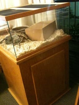 Beautiful Snake (Ball Python) for sale 2