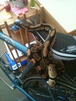 Beautiful Snake (Ball Python) for sale 3
