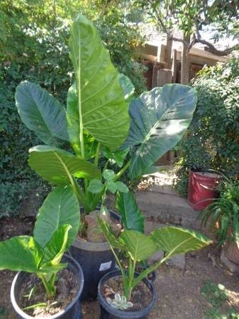 elephant ears/palm   SALE $50 1
