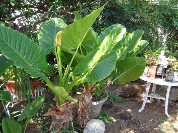 elephant ears/palm   SALE $50 2